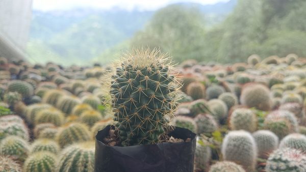 "Mammillaria Pringlei cactus in a decorative pot