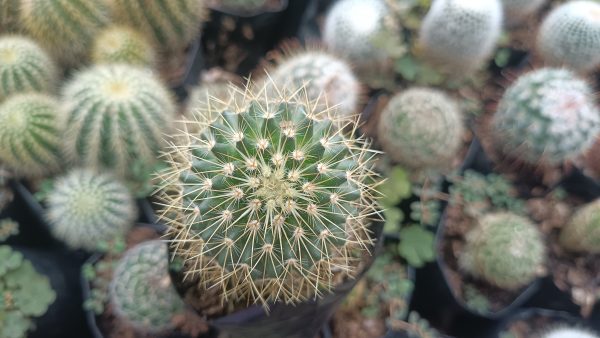 Close-up of Mammillaria Pringlei with dense white spines