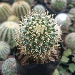 Mammillaria Pringlei cactus in a stylish plant pot