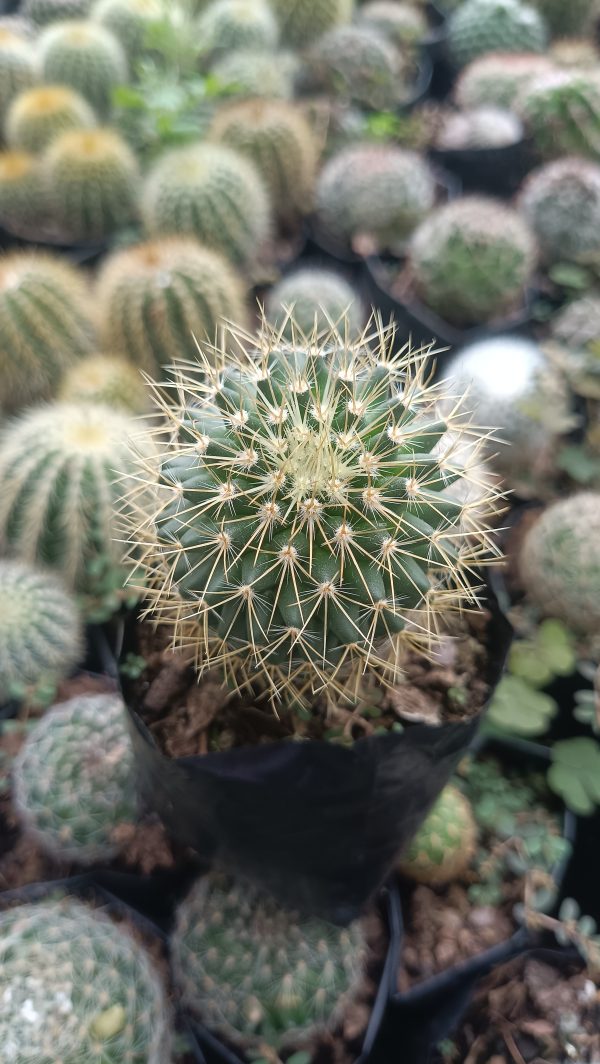 Mammillaria Pringlei cactus in a stylish plant pot