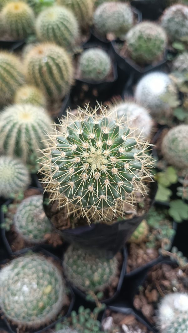 Mammillaria Pringlei cactus on a bright windowsill