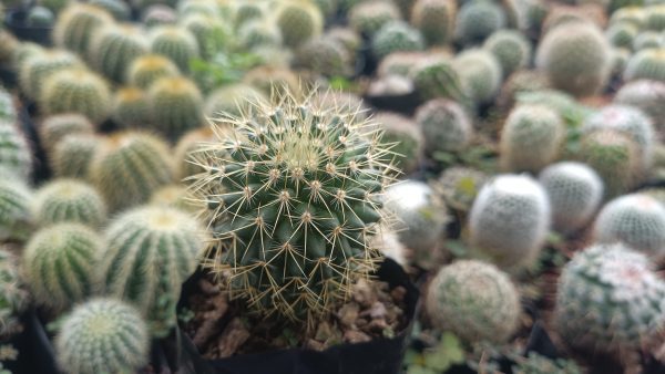 Beautiful Mammillaria Pringlei cactus with spring flowers