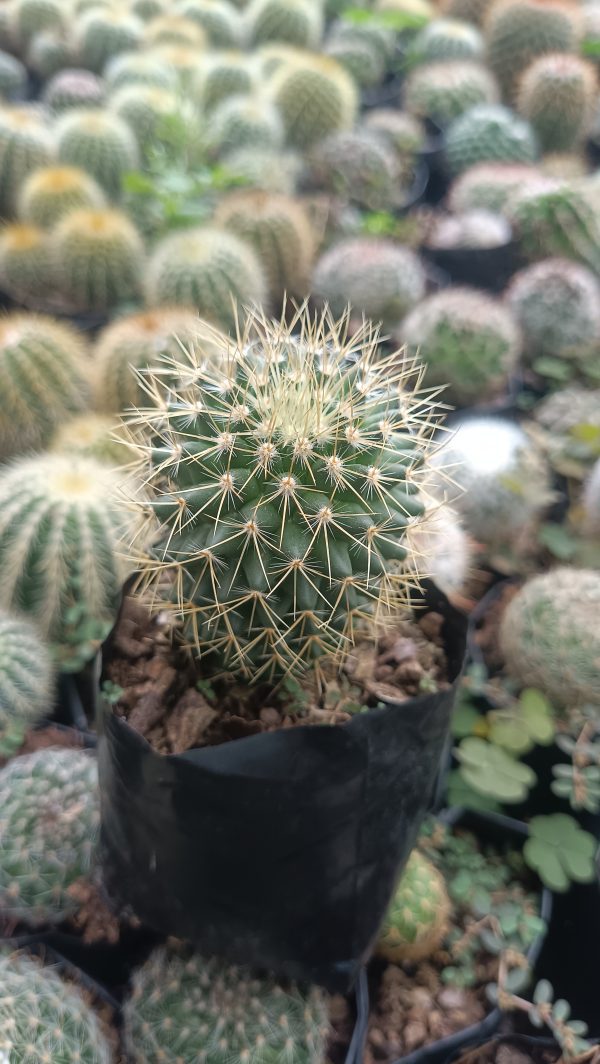 Compact Mammillaria Pringlei cactus in a modern office