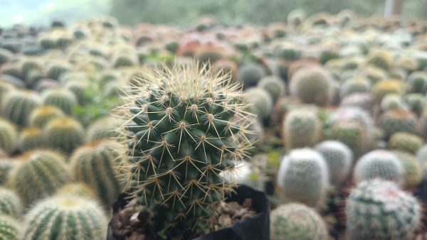 Mammillaria Pringlei cactus with white, spiky texture