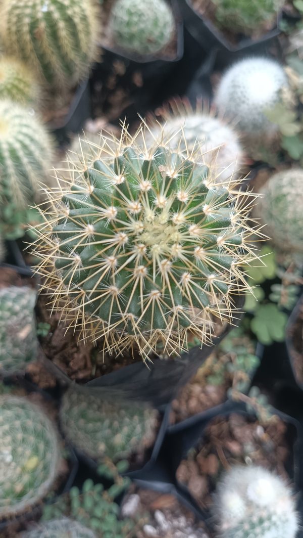 Mammillaria Pringlei cactus in a well-lit living room