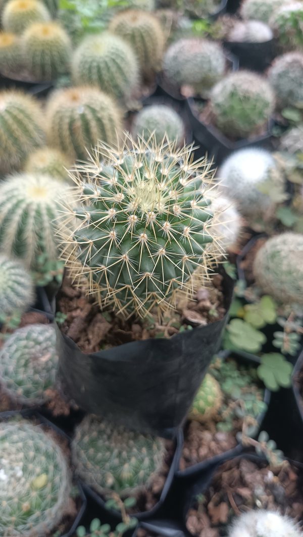 Spring bloom of Mammillaria Pringlei cactus