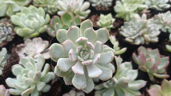 Echeveria Ling Snow Crest showcasing delicate pastel hues