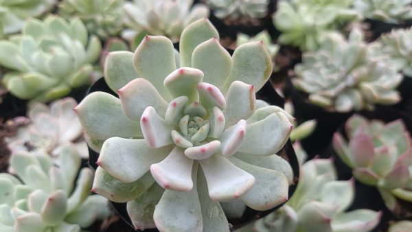 Close-up of Echeveria Ling Snow Crest with soft pink and blue colors