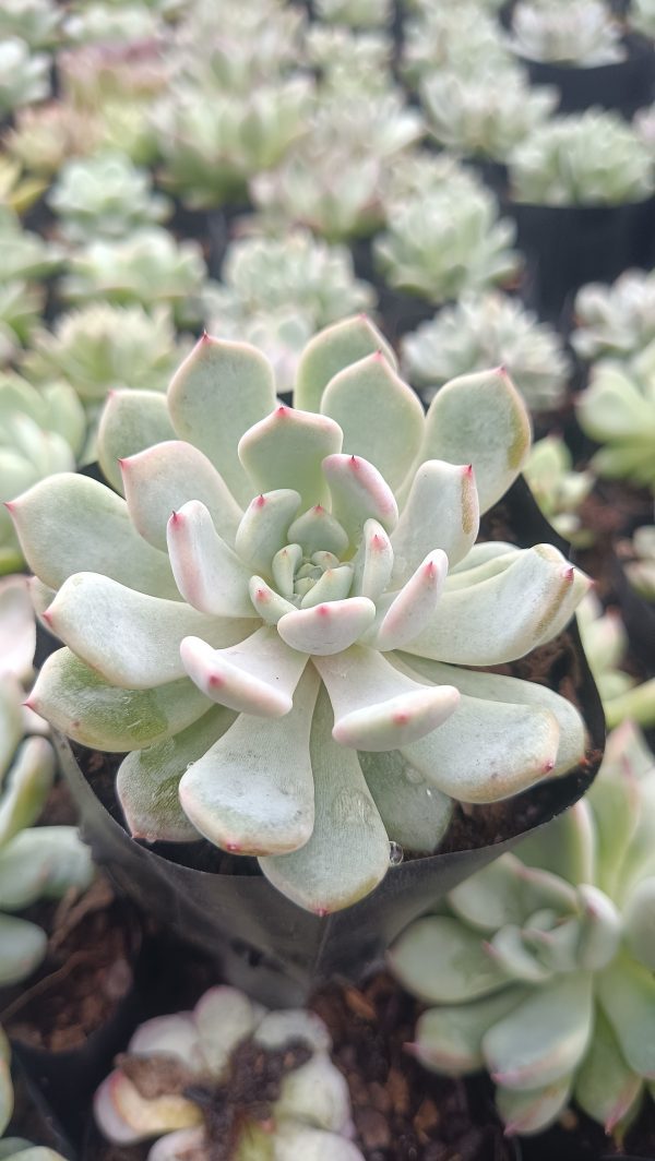 Echeveria Ling Snow Crest succulent in a modern planter