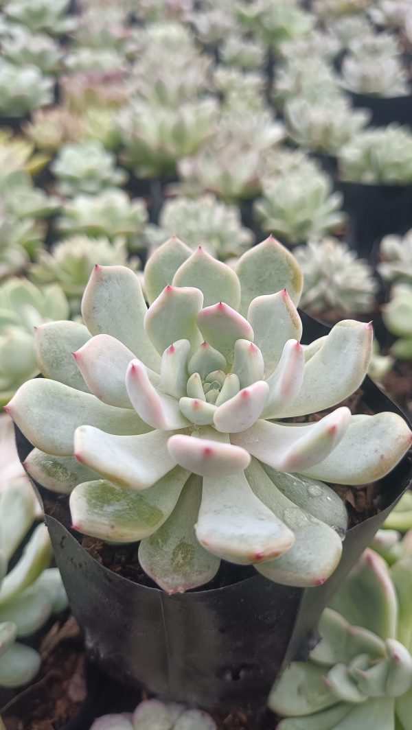 Elegant Echeveria Ling Snow Crest enhancing a bright windowsill