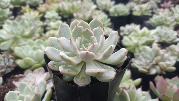 Pastel-colored Echeveria Ling Snow Crest adding charm to a desk