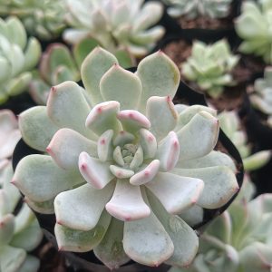 Echeveria Ling Snow Crest in an outdoor garden setting