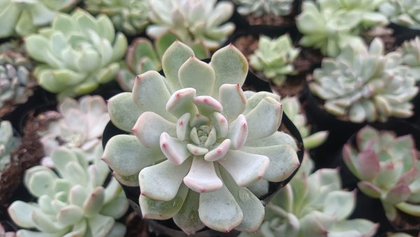 Echeveria Ling Snow Crest in an outdoor garden setting