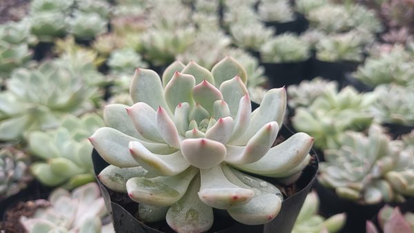 Compact Echeveria Ling Snow Crest with unique pastel rosettes