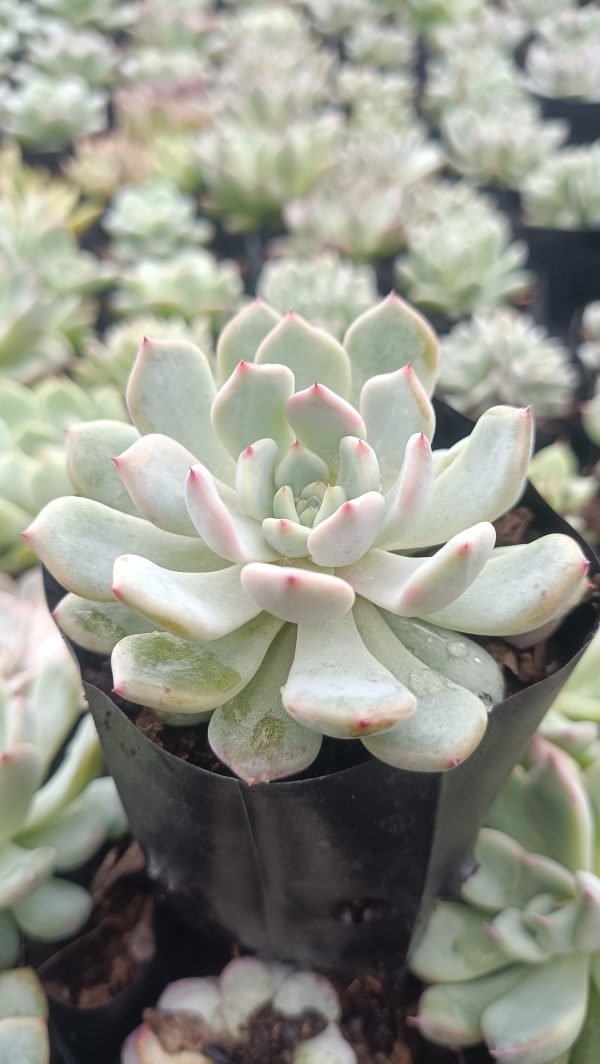 Beautiful Echeveria Ling Snow Crest displaying soft, colorful foliage