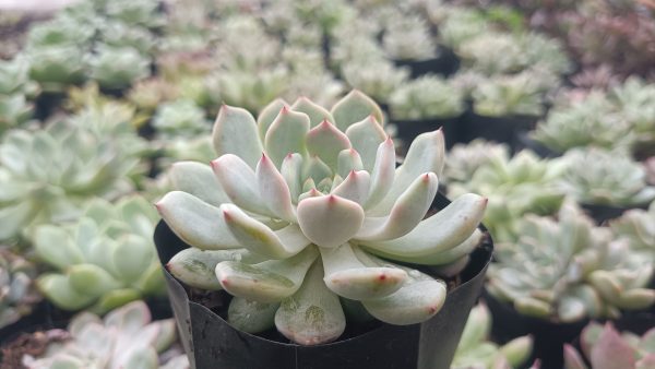 Echeveria Ling Snow Crest creating a stunning visual in a pot