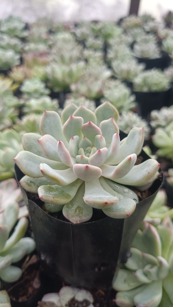 Graceful Echeveria Ling Snow Crest succulent with pastel shades