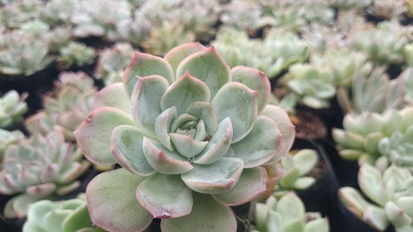 Echeveria Moon Fairy succulent plant close-up