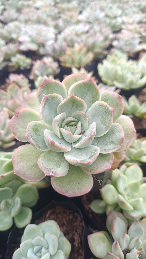 Beautiful Echeveria Moon Fairy in a decorative pot