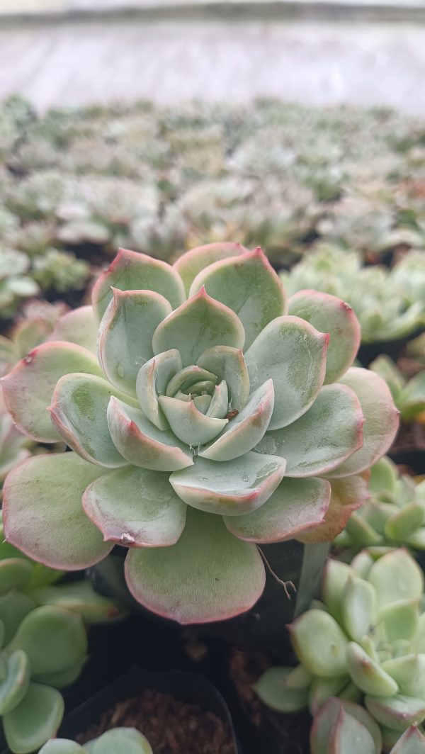 Echeveria Moon Fairy with pastel-colored leaves