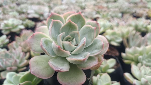 Echeveria Moon Fairy succulent with dewdrops