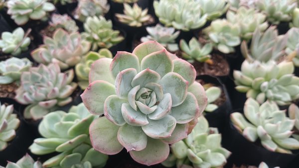 Echeveria Moon Fairy plant showcasing rosette shape