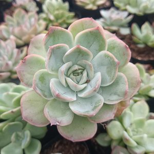 Echeveria Moon Fairy in a modern planter