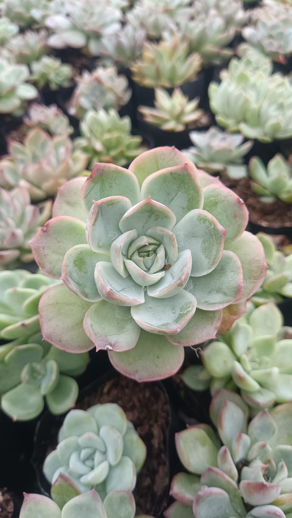 Echeveria Moon Fairy in a modern planter