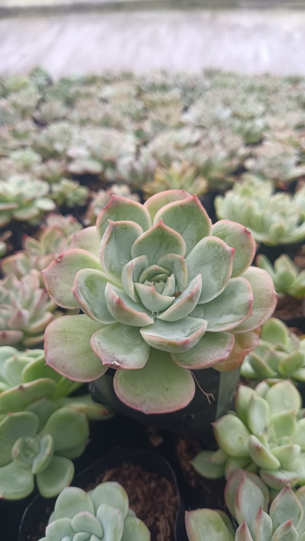 Echeveria Moon Fairy with unique leaf colors