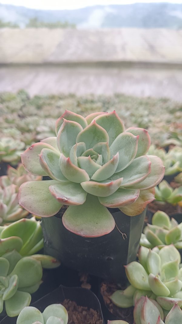 Echeveria Moon Fairy in a sunny indoor setting