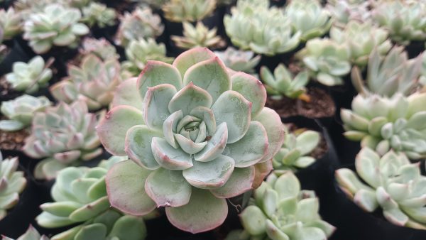 Echeveria Moon Fairy succulent arrangement