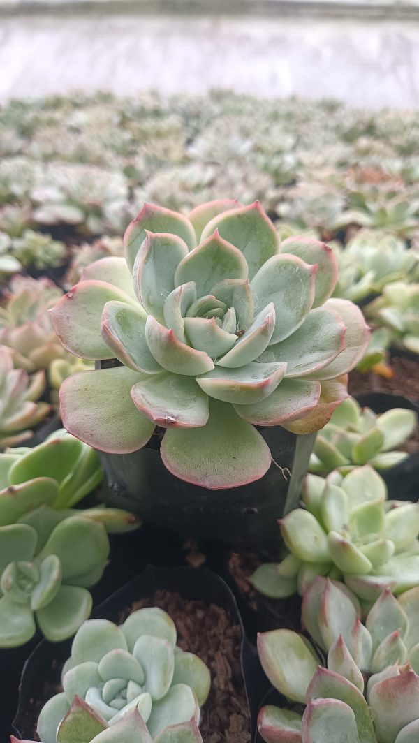 Echeveria Moon Fairy with vibrant green and pink hues