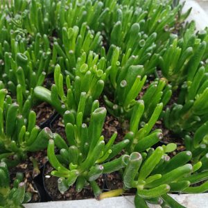 Close-up of Crassula Gollum in a decorative pot, highlighting its vibrant green color.