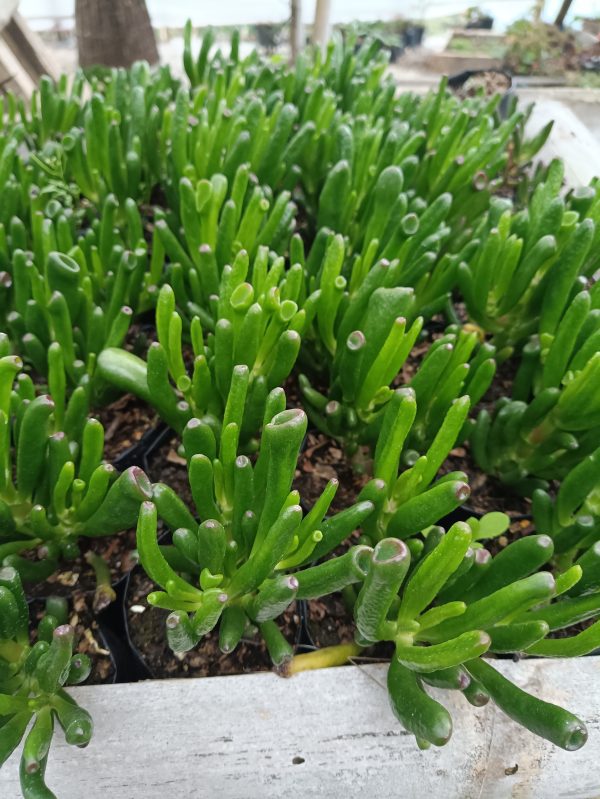 Close-up of Crassula Gollum in a decorative pot, highlighting its vibrant green color.