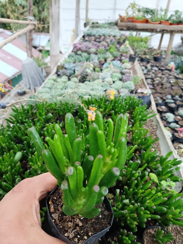 Crassula Gollum succulent showcasing its unique tubular leaves with red-tipped edges.