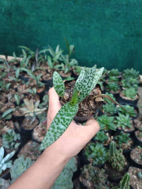 Vibrant Leopard Plant with glossy foliage on an office desk.