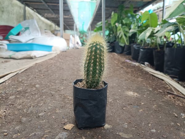 "Close-up of Pilosocereus Golden Tufted Cactus showcasing golden tufts and blue-green body"