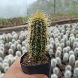 "Pilosocereus Golden Tufted Cactus with vibrant golden spines in a decorative pot"