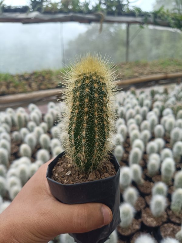 "Pilosocereus Golden Tufted Cactus with vibrant golden spines in a decorative pot"