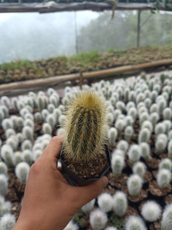 "Pilosocereus Golden Tufted Cactus thriving in an outdoor garden setting"