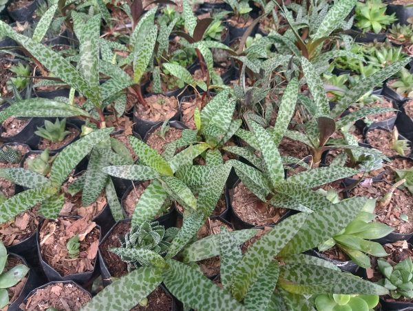 Leopard Plant in a decorative pot, perfect for indoor spaces.