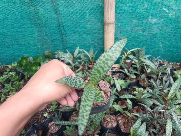 Close-up of Leopard Plant leaves with striking yellow spots.