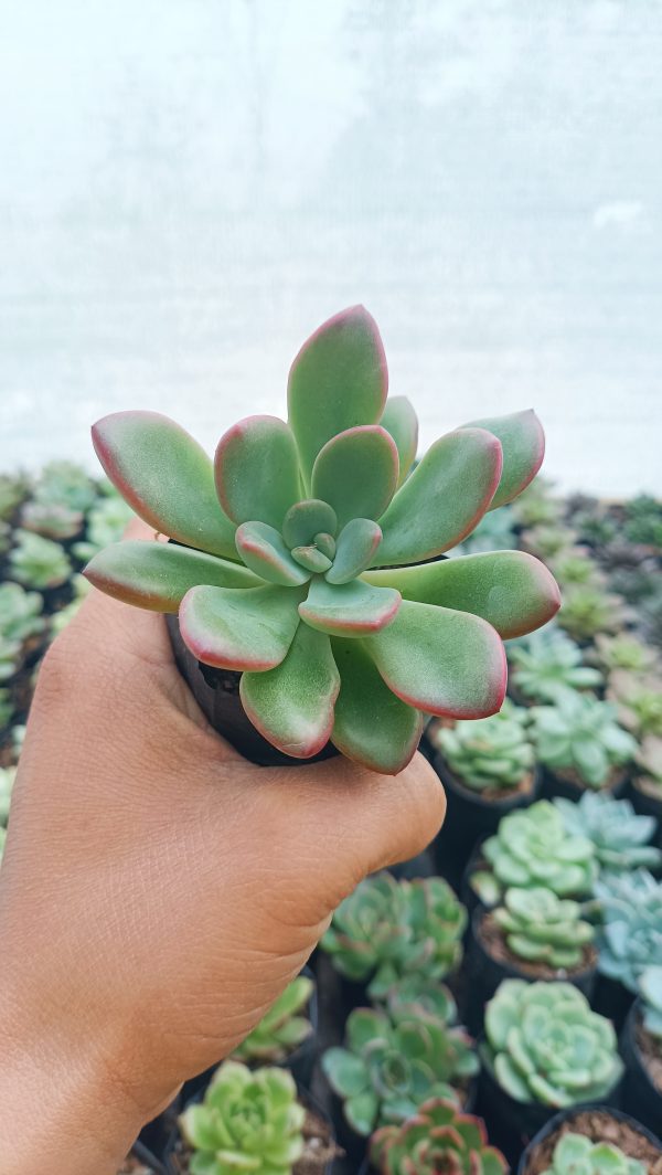 Detailed view of Graptoveria Torres leaves, highlighting their unique texture.