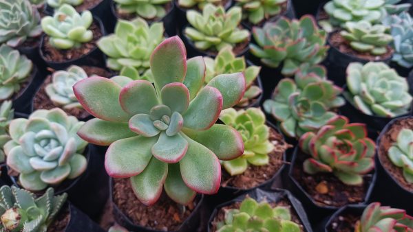 Graptoveria Torres thriving in a sunlit outdoor garden with vibrant colors.