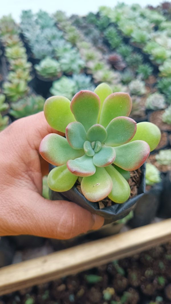 Group of Graptoveria Torres succulents arranged in a decorative bowl.