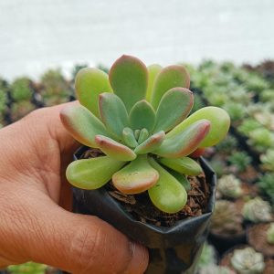 Close-up of Graptoveria Torres showing its powdery leaf surface and soft hues.