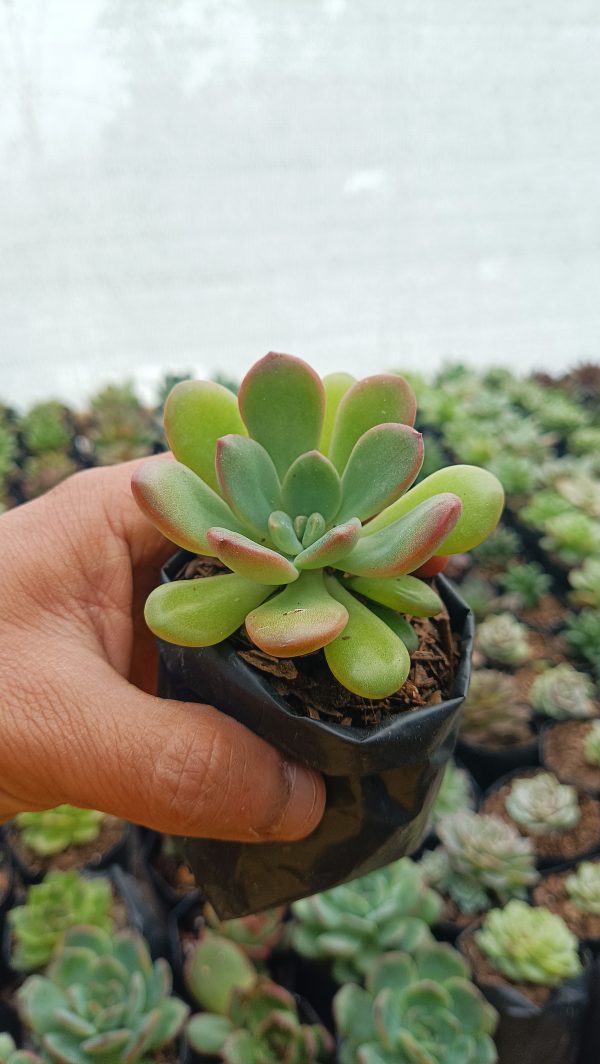 Close-up of Graptoveria Torres showing its powdery leaf surface and soft hues.