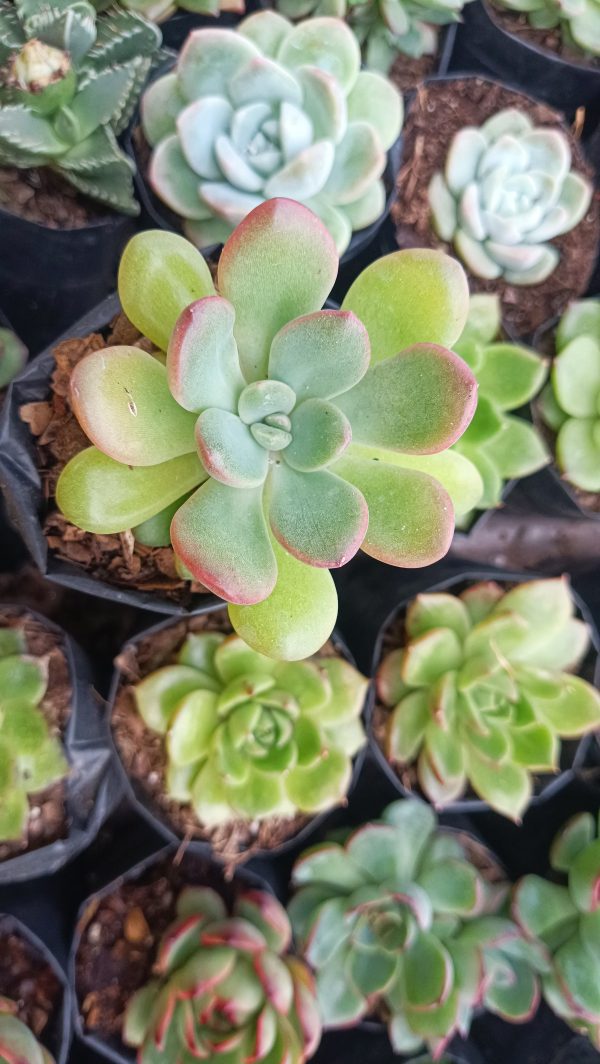 Graptoveria Torres succulent displaying its beautiful rosette shape with lavender-tinged leaves.