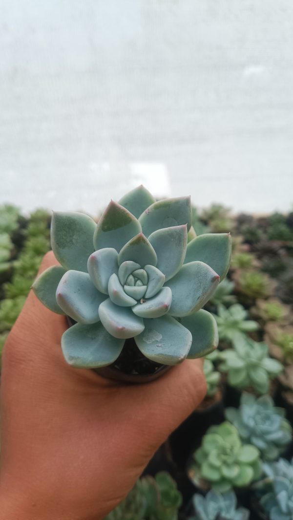 Group of Echeveria Alba Beauty succulents in various pots, showcasing their versatility.