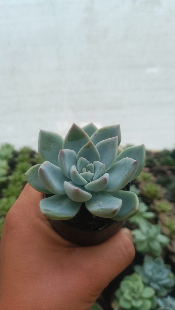 Echeveria Alba Beauty displayed in a vibrant garden setting with sunlight.